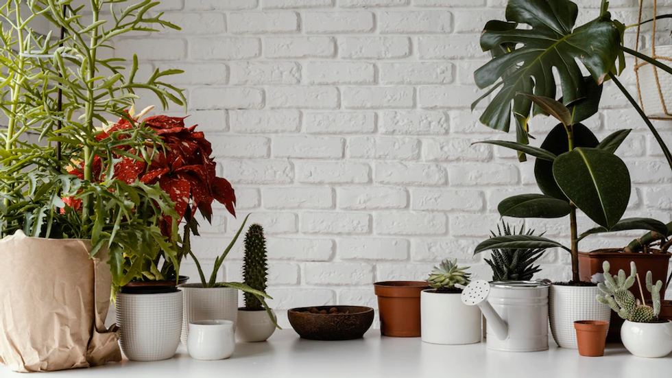 Shlomo Yoshai shares Ultimate Guide To Indoor Plants