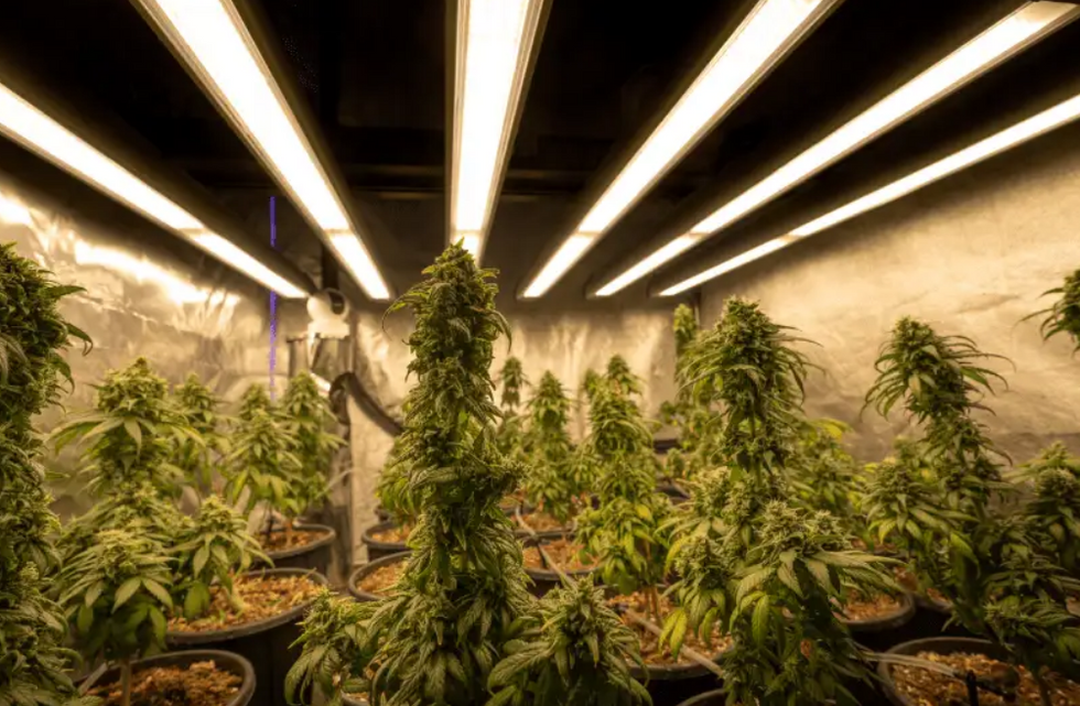 Importance of lights for Cannabis