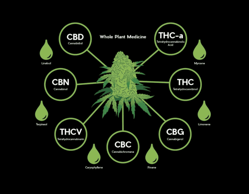 How does CBD interact with THC?