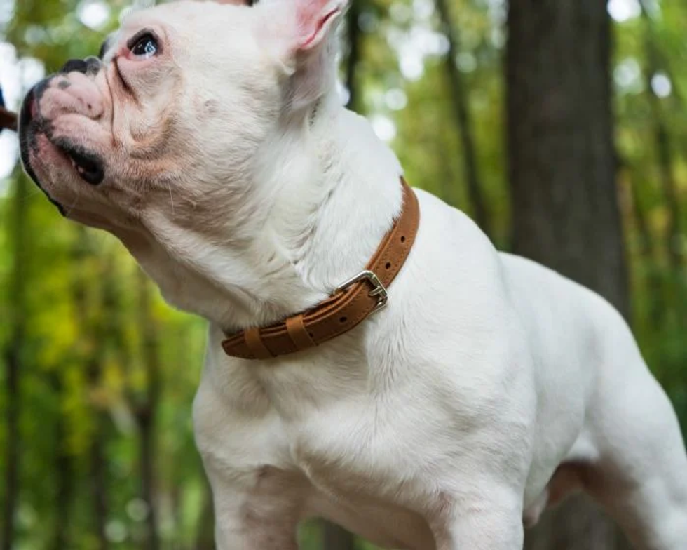 Choosing a unique collar for your dog. Tips & Tricks