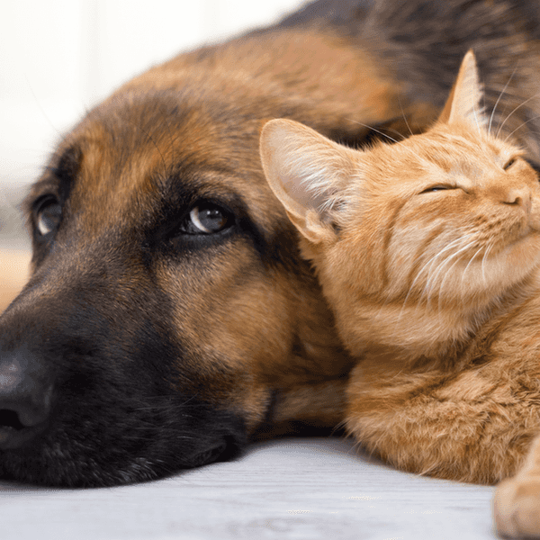 Reasons To Get Your Child A Pet