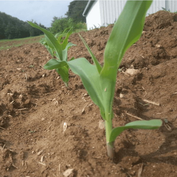 17 Myths About Agriculture In 2017