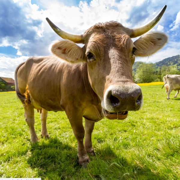 15 Things You Absolutely Need To Know About Wisconsin