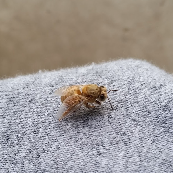 Ways You Can Help Bees