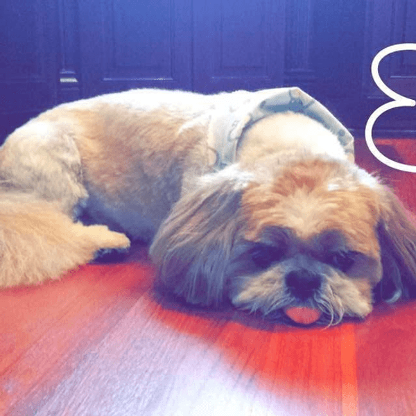 The 11 Stages Of Missing Your Dog While At College