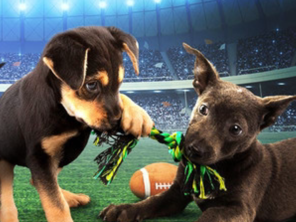 The Real MVPs Of The Puppy Bowl