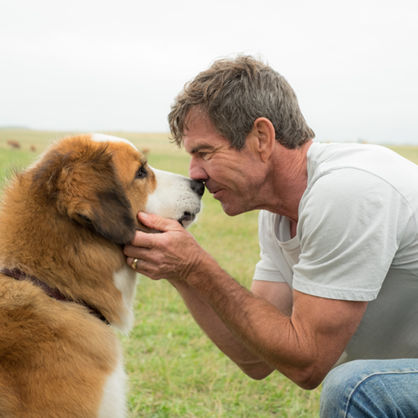 Odyssey Film Review: A Dog's Purpose