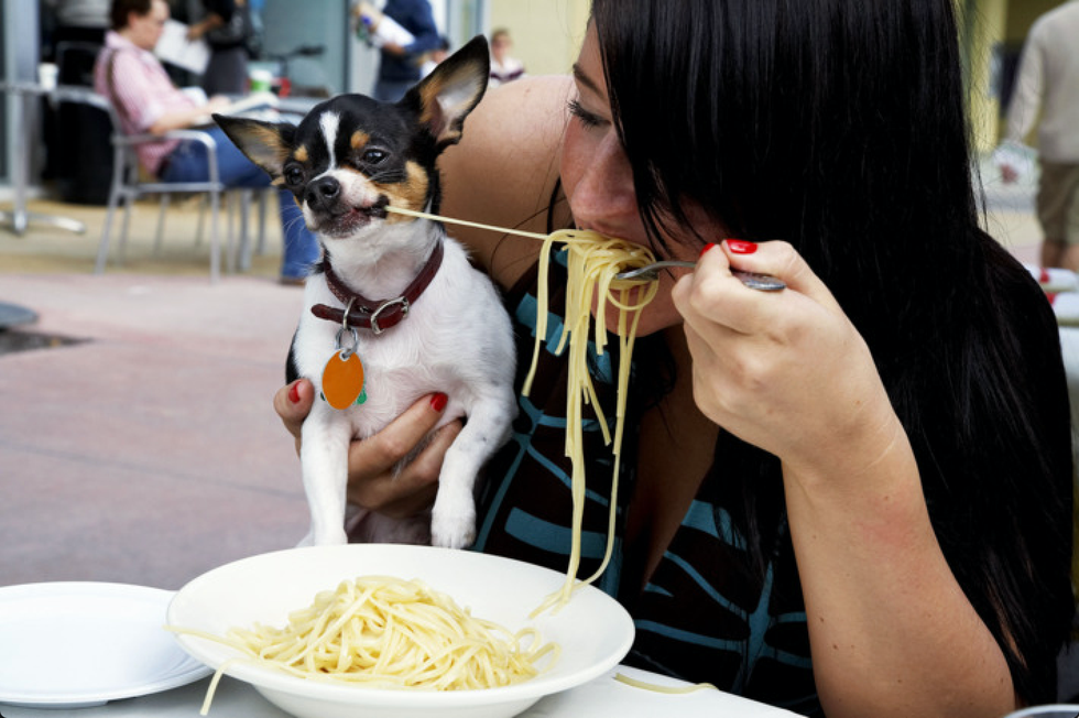 No! Dogs Shouldn't Be Everywhere!