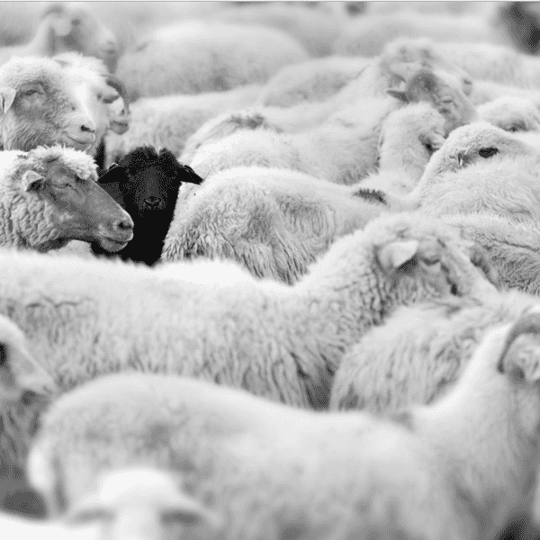 Why You Should Strive To Be The Black Sheep