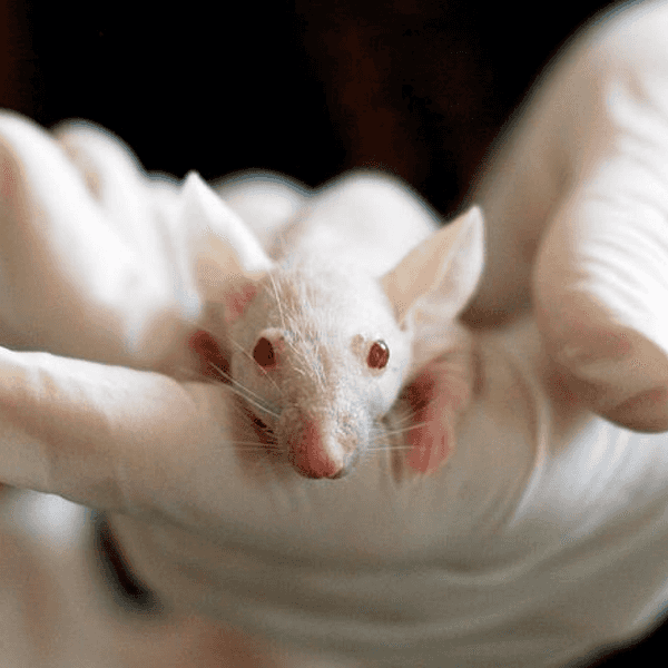 Switzerland Puts an End to Animal Testing