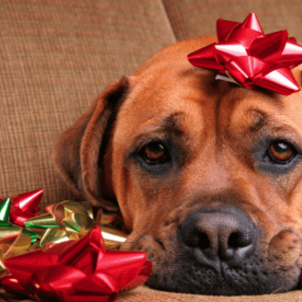 How To Deal With The Post-Holiday Blues