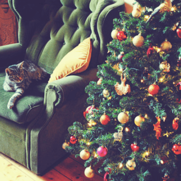 Why The Holiday Season Is The Best Time Of The Year