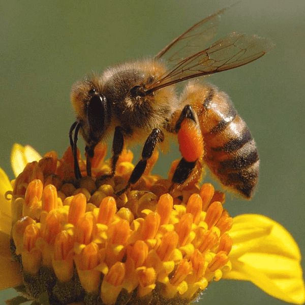 Bad News For Bees Means Bad News For Us