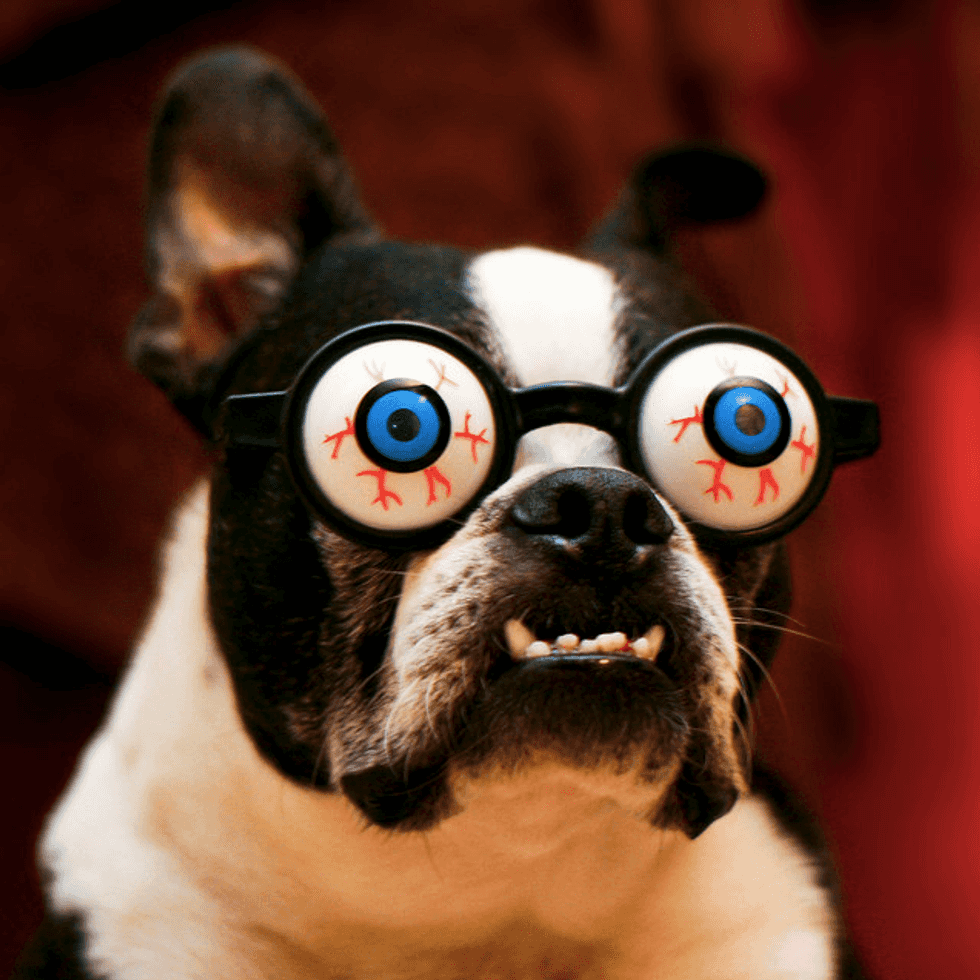 Devil Dog