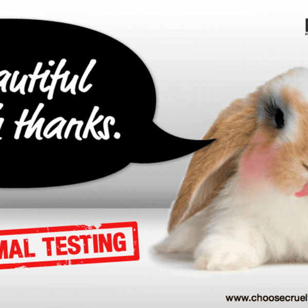 Why Animal Testing Should Be Abolished Worldwide