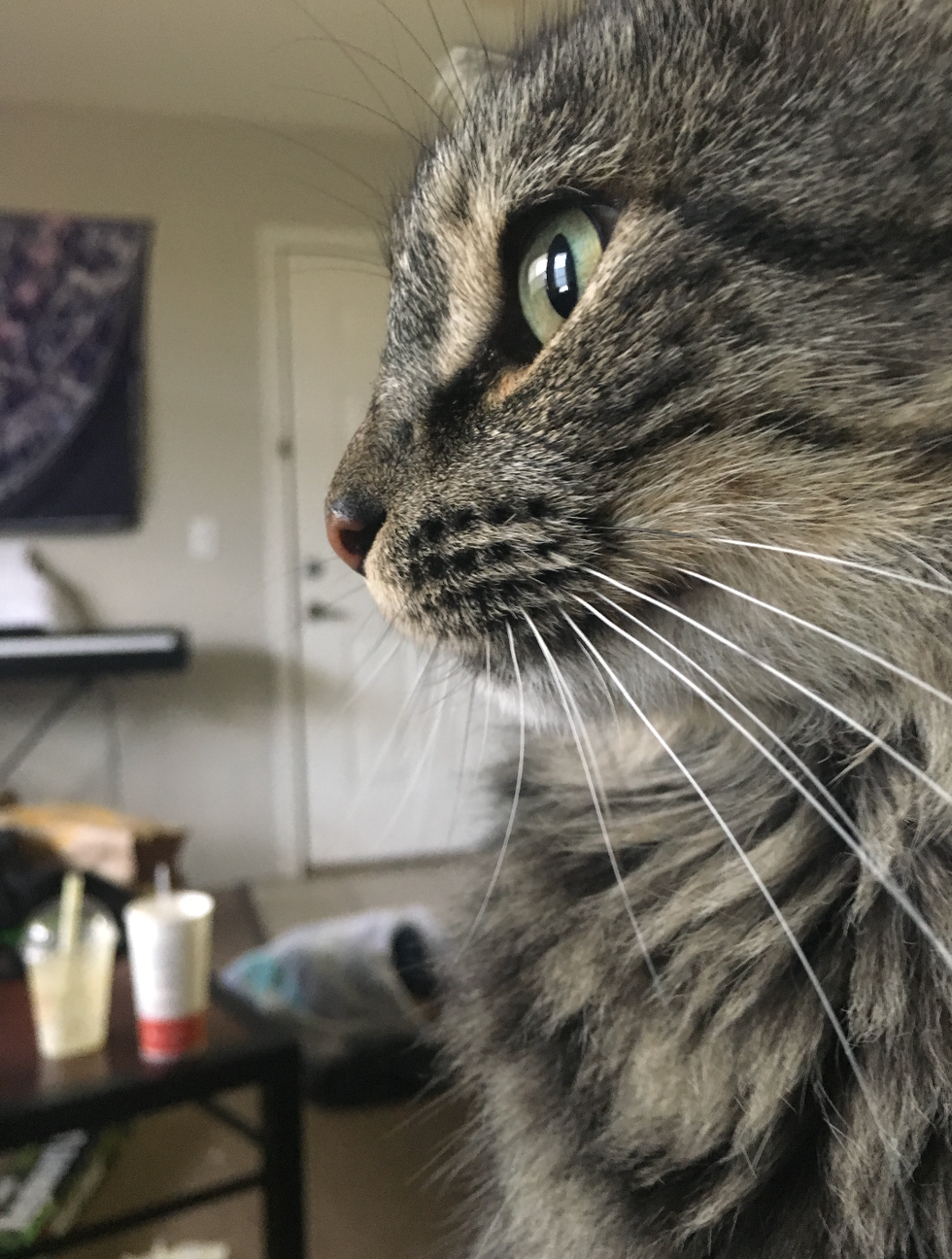 The World Revolves Around Cats