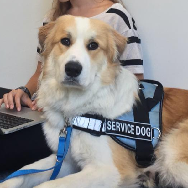 What Tasks Do Psychiatric Service Dogs Perform?