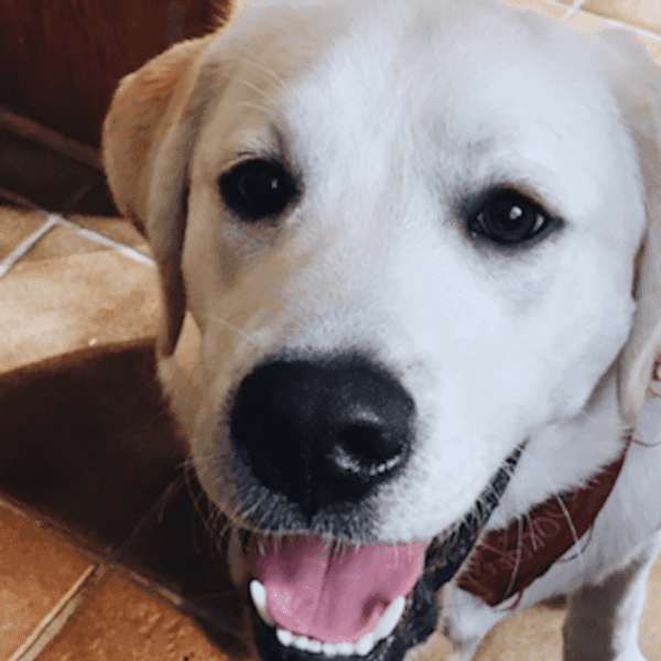 From The Girl Who Just Lost Four-Legged Best Friend Too Soon