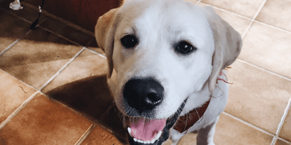 From The Girl Who Just Lost Four-Legged Best Friend Too Soon