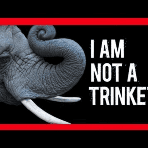 The Ivory Game : The Worlds Biggest Land Animal In Danger