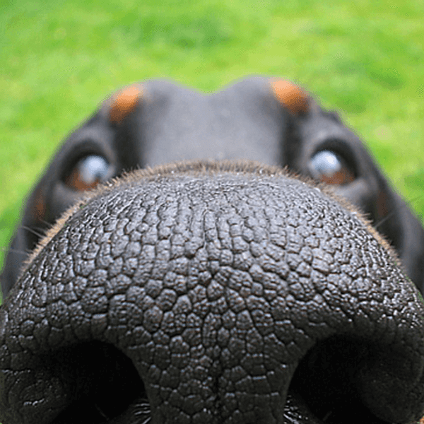 14 Animals That Will Make You Feel Better About America's Current Political Climate