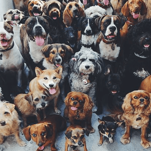 Life Of A Dog-Loving College Student