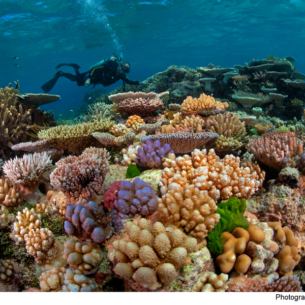 The Great Barrier Reef