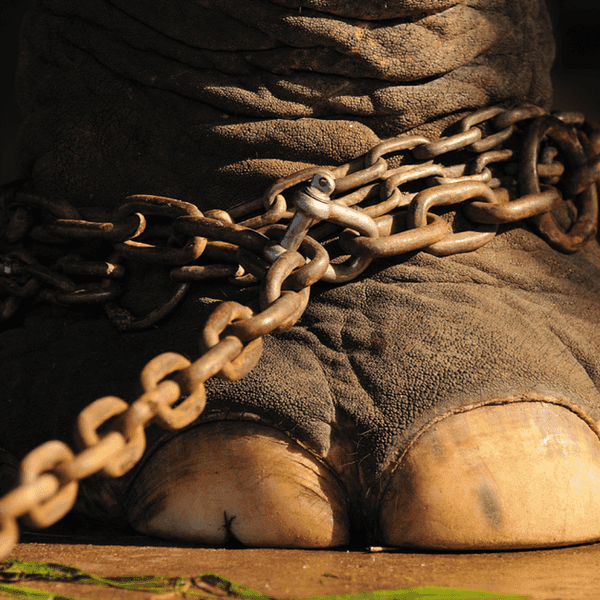 Friends Don't Chain Friends