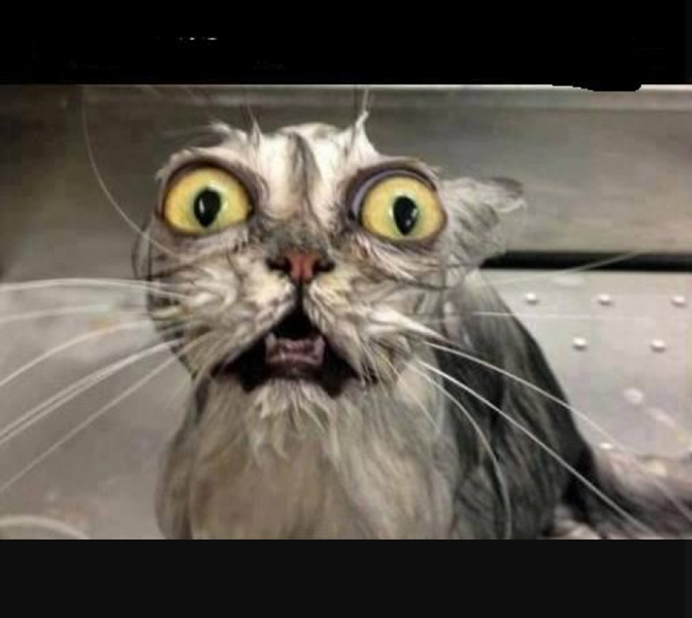 How Scaredy Cats Celebrate Halloween