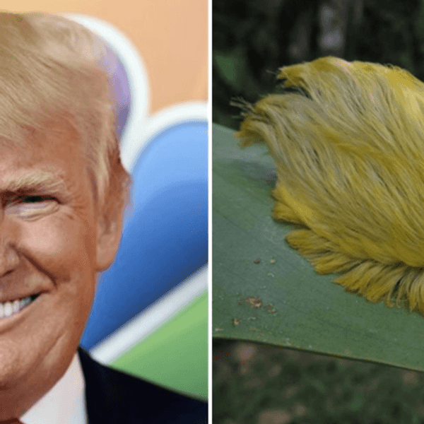 Donald Trump: Hair or Toupee