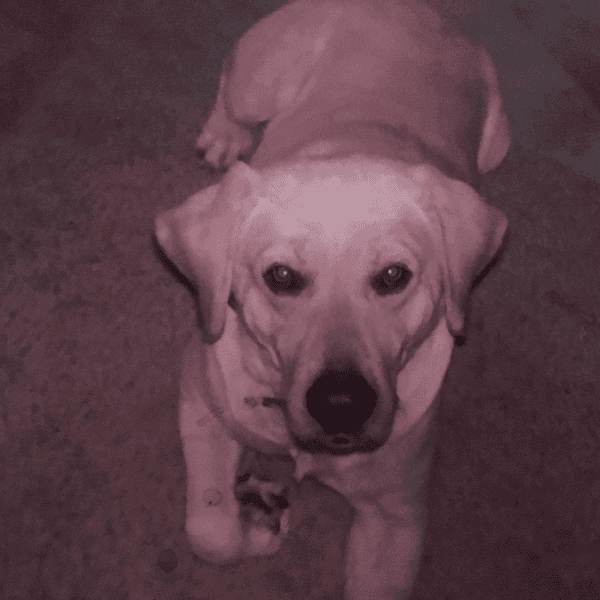 We Had To Have To My Dog Euthanized And It Was The Most Awful Feeling I Have Ever Experienced.