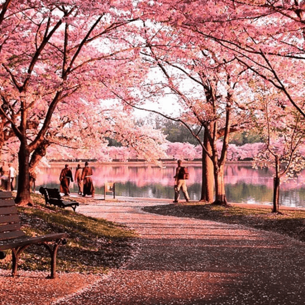 The Art of Taking A Walk