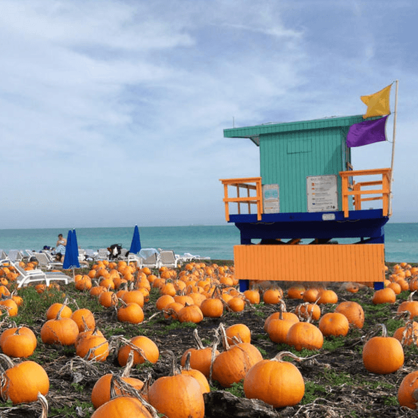 A Floridian Fall