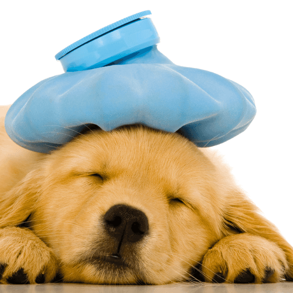10 Reasons Why Being Sick is the Worst