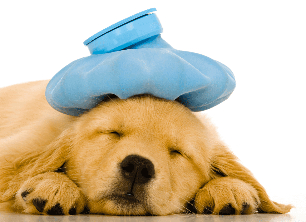 10 Reasons Why Being Sick is the Worst