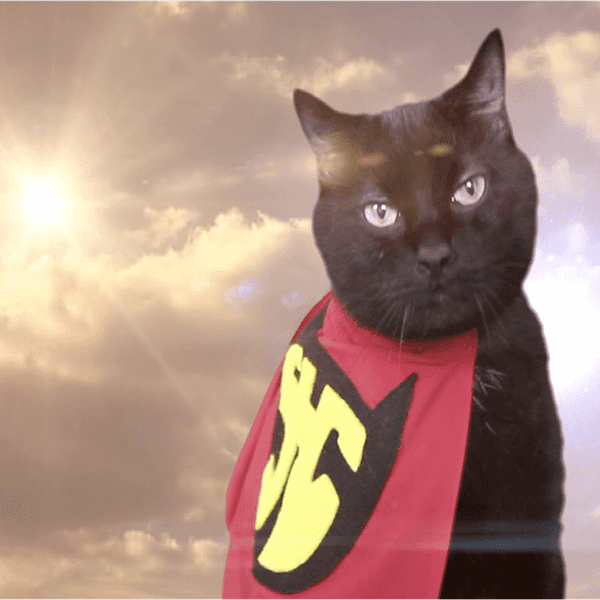 Saving The World, One Pet Adoption At A Time