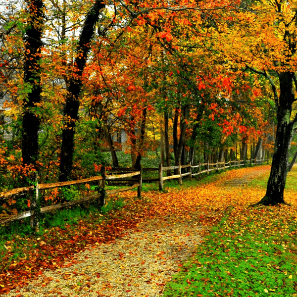 5 Reasons Fall Is The Best Season