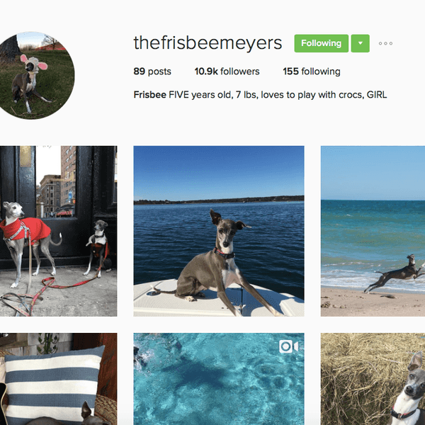 8 Animal Accounts You Should Be Following On Instagram