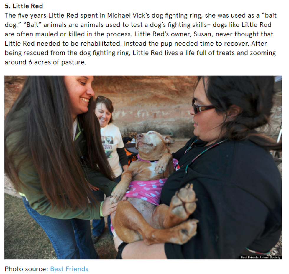 Vicious Or Just Misunderstood