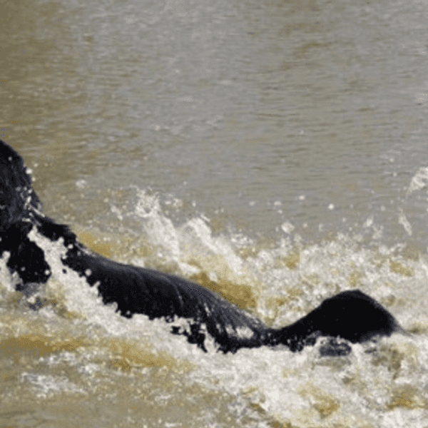 13 Animal Pictures That Describe Your Emotions on Bad Days