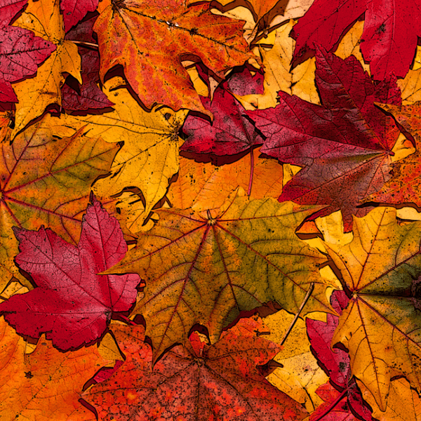 5 Reasons To Be Excited For Fall