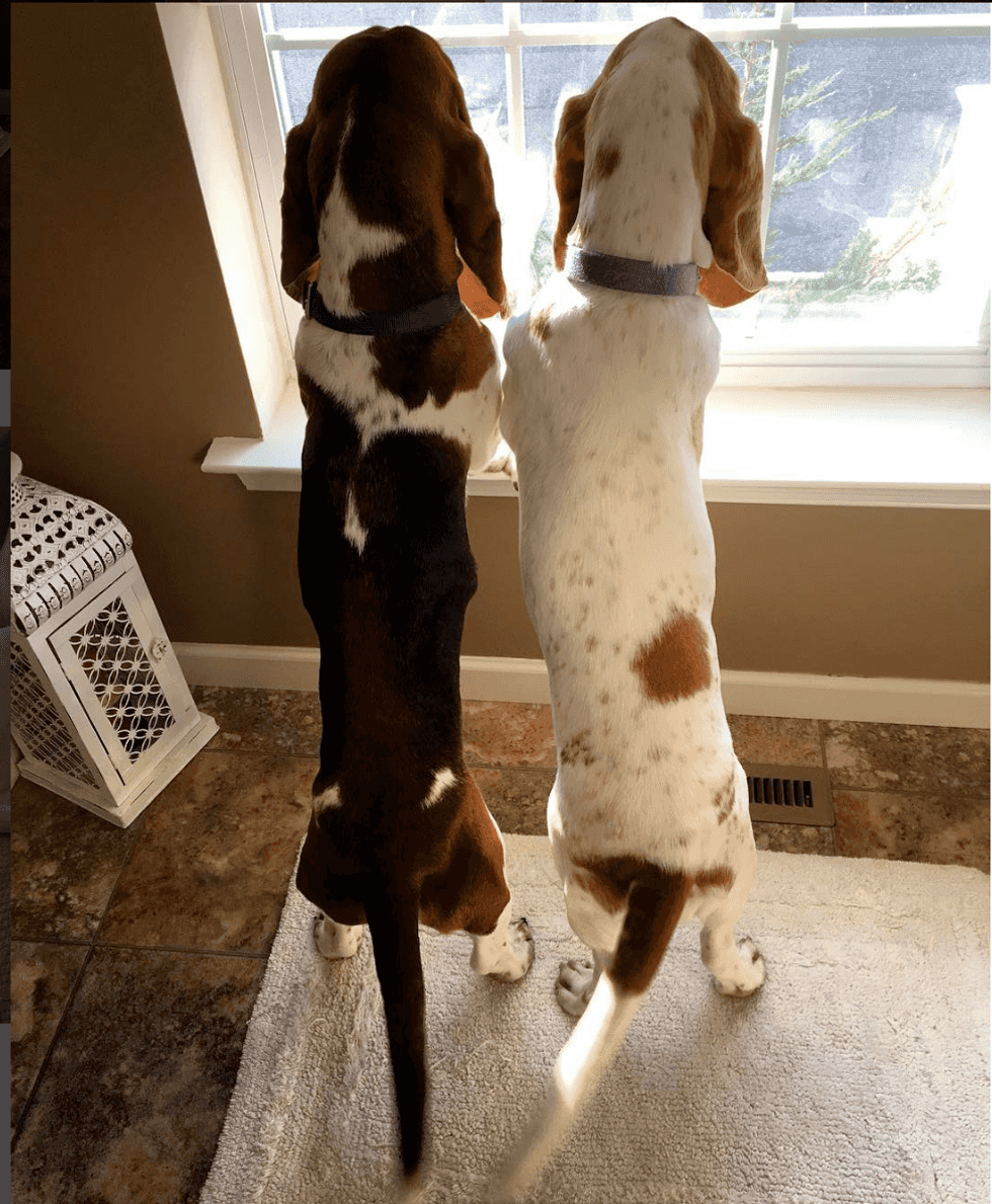 Top 10 Best Dog Instagrams