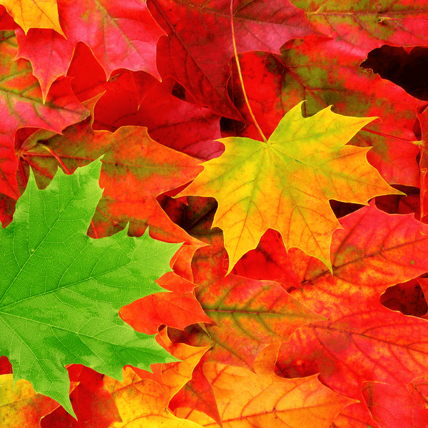 10 Reasons To "Fall" in Love with Autumn