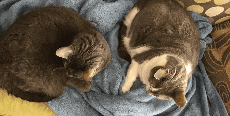 4 Reasons Why I Love My Cats