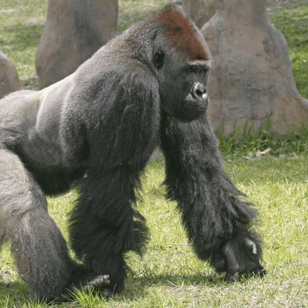 Have We Taken Harambe Too Far?
