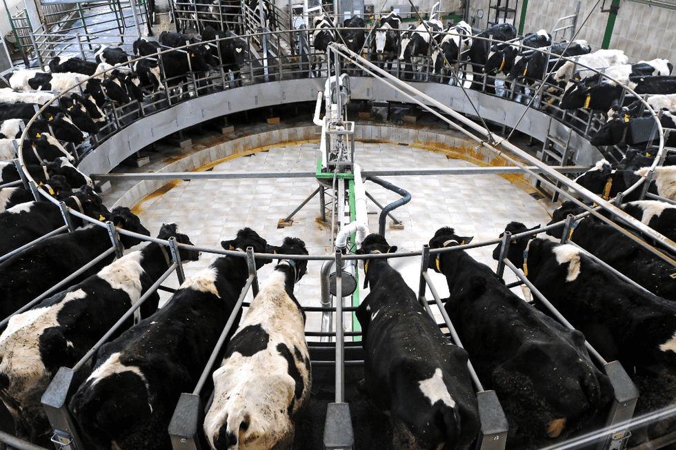 Animal Products Don't Belong In Our Bodies