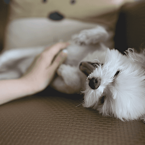 Puppy Alert: Total Cuteness