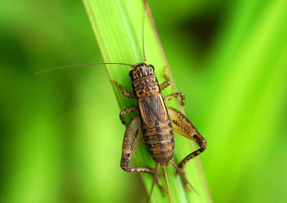 An Open Letter To The Baylor Crickets