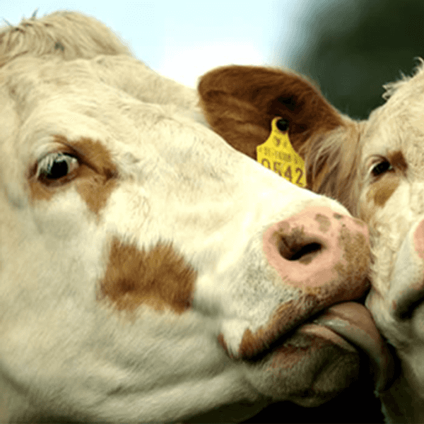 14 Fun Facts about Irish Cows
