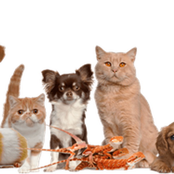 Signs You're Obsessed With Your Pet